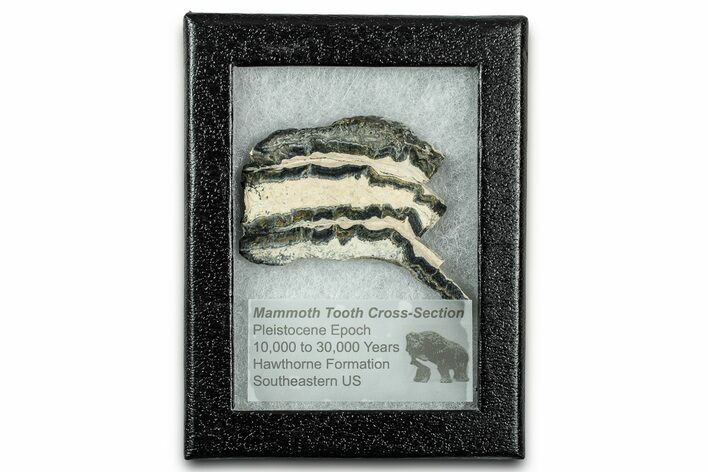 Mammoth Molar Slice With Case - South Carolina #335155